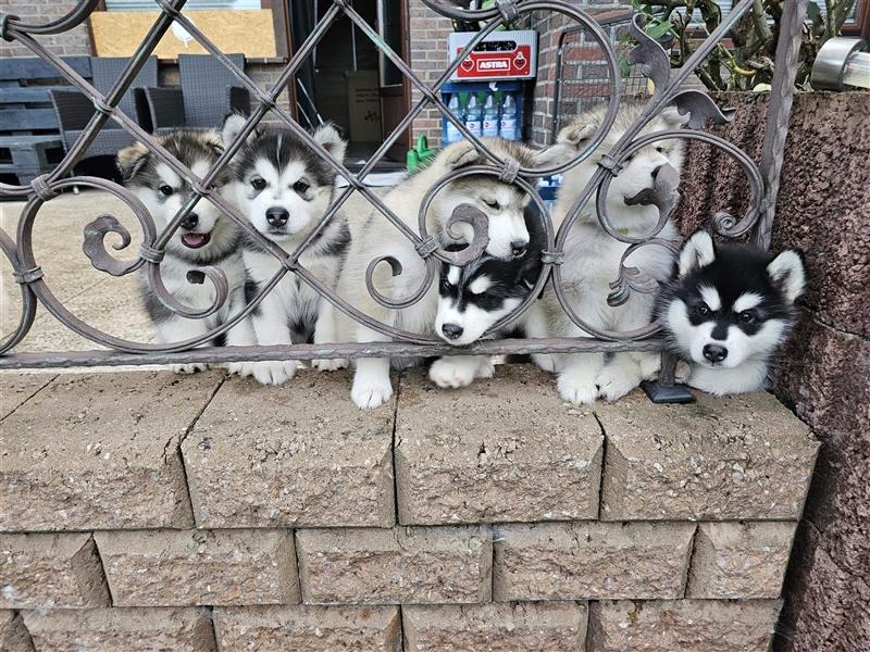 Alaskan Malamute Husky Mix