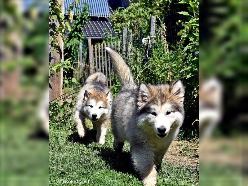 Zuchtstätte Silberglanz- C-Wurf / Alaskan Malamute Welpen - 3 Weibchen/2 Rüden