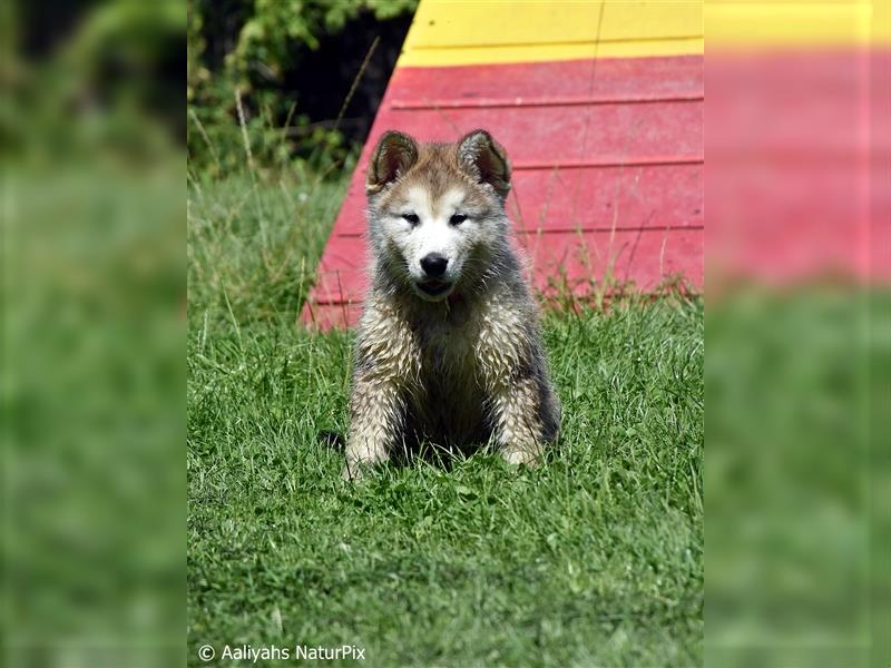 Zuchtstätte Silberglanz- C-Wurf / Alaskan Malamute Welpen - 3 Weibchen/2 Rüden