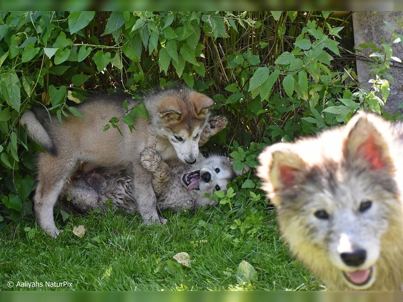 Zuchtstätte Silberglanz- C-Wurf / Alaskan Malamute Welpen - 3 Weibchen/2 Rüden