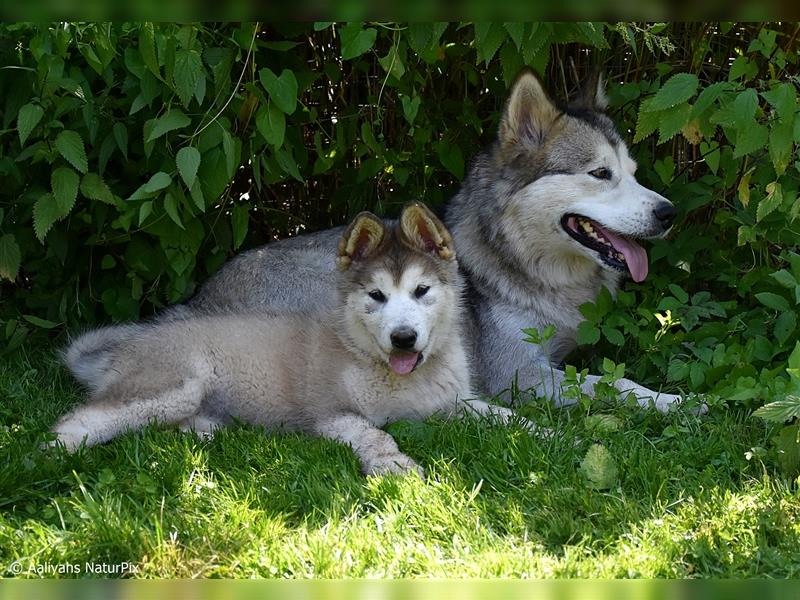 Zuchtstätte Silberglanz- C-Wurf / Alaskan Malamute Welpen - 3 Weibchen/2 Rüden