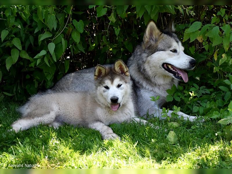 Zuchtstätte Silberglanz- C-Wurf / Alaskan Malamute Welpen - 3 Weibchen/2 Rüden