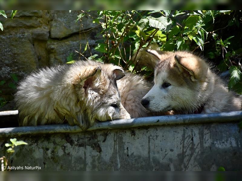 Zuchtstätte Silberglanz- C-Wurf / Alaskan Malamute Welpen - 3 Weibchen/2 Rüden