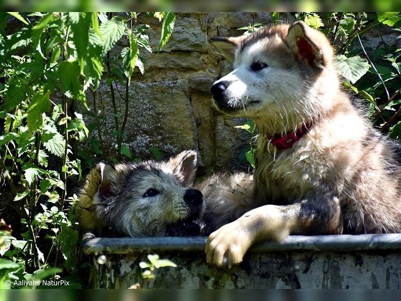 Zuchtstätte Silberglanz- C-Wurf / Alaskan Malamute Welpen - 3 Weibchen/2 Rüden