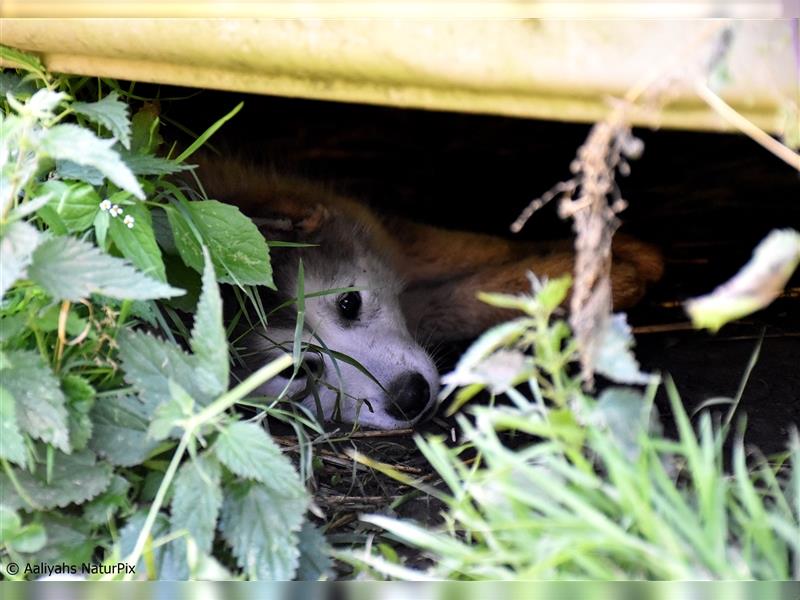 Zuchtstätte Silberglanz- C-Wurf / Alaskan Malamute Welpen - 3 Weibchen/2 Rüden