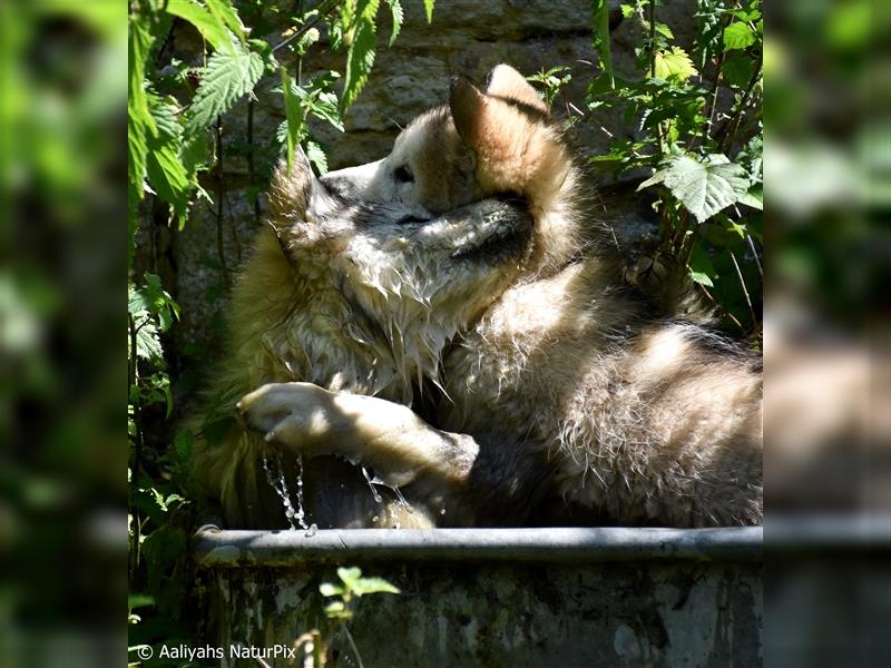 Zuchtstätte Silberglanz- C-Wurf / Alaskan Malamute Welpen - 3 Weibchen/2 Rüden