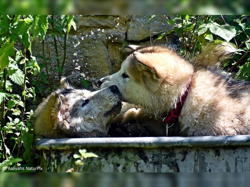 Zuchtstätte Silberglanz- C-Wurf / Alaskan Malamute Welpen - 3 Weibchen/2 Rüden