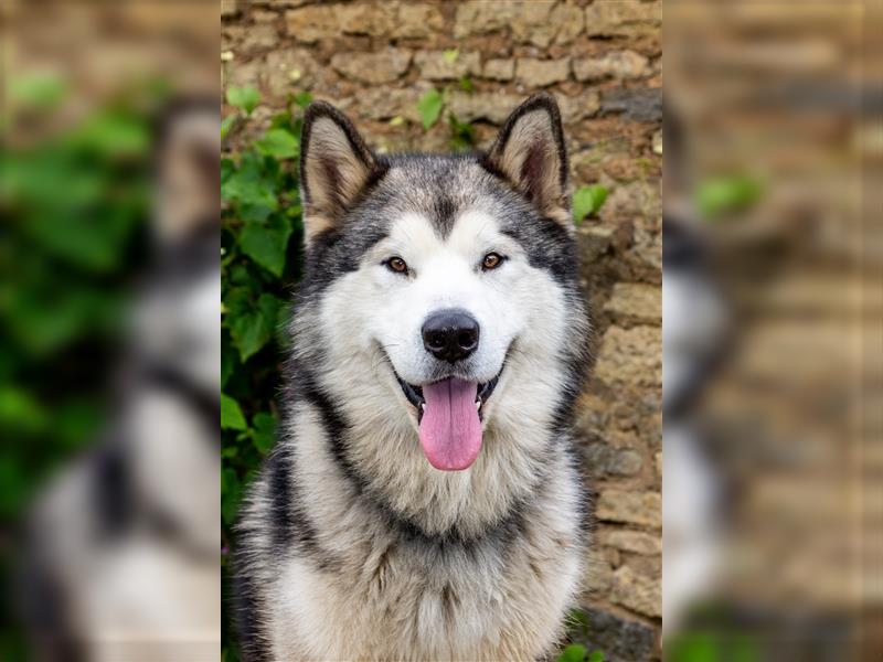 Zuchtstätte Silberglanz- C-Wurf / Alaskan Malamute Welpen - 3 Weibchen/2 Rüden