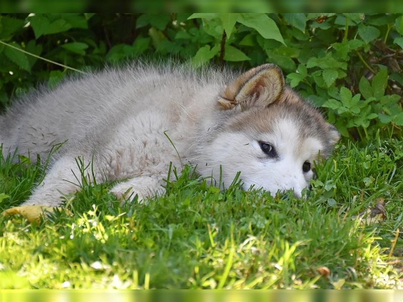 Zuchtstätte Silberglanz- C-Wurf / Alaskan Malamute Welpen - 3 Weibchen/2 Rüden