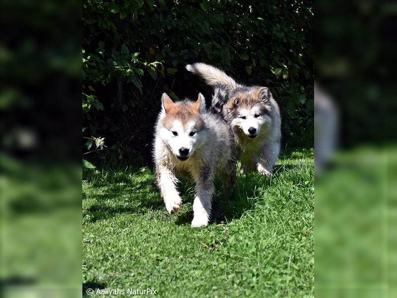 Zuchtstätte Silberglanz- C-Wurf / Alaskan Malamute Welpen - 3 Weibchen/2 Rüden