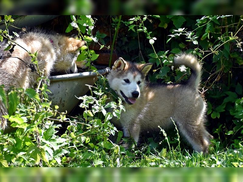 Zuchtstätte Silberglanz- C-Wurf / Alaskan Malamute Welpen - 3 Weibchen/2 Rüden