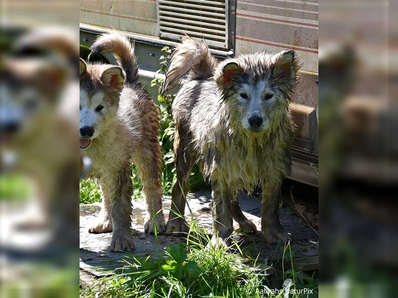 Zuchtstätte Silberglanz- C-Wurf / Alaskan Malamute Welpen - 3 Weibchen/2 Rüden