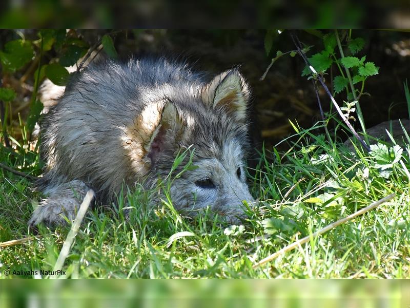 Zuchtstätte Silberglanz- C-Wurf / Alaskan Malamute Welpen - 3 Weibchen/2 Rüden