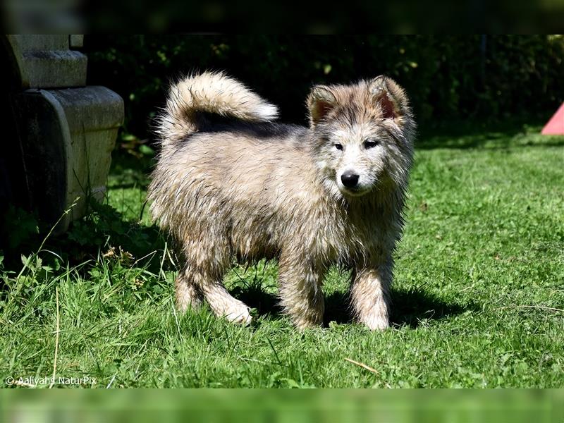 Zuchtstätte Silberglanz- C-Wurf / Alaskan Malamute Welpen - 3 Weibchen/2 Rüden