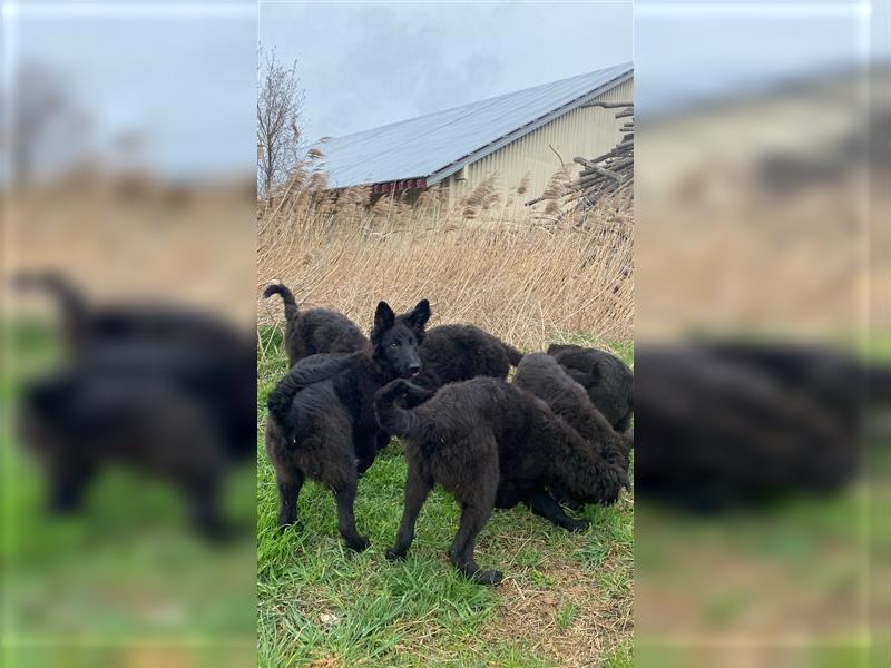 Altdeutsche Schäferhunde Welpen (schwarz)