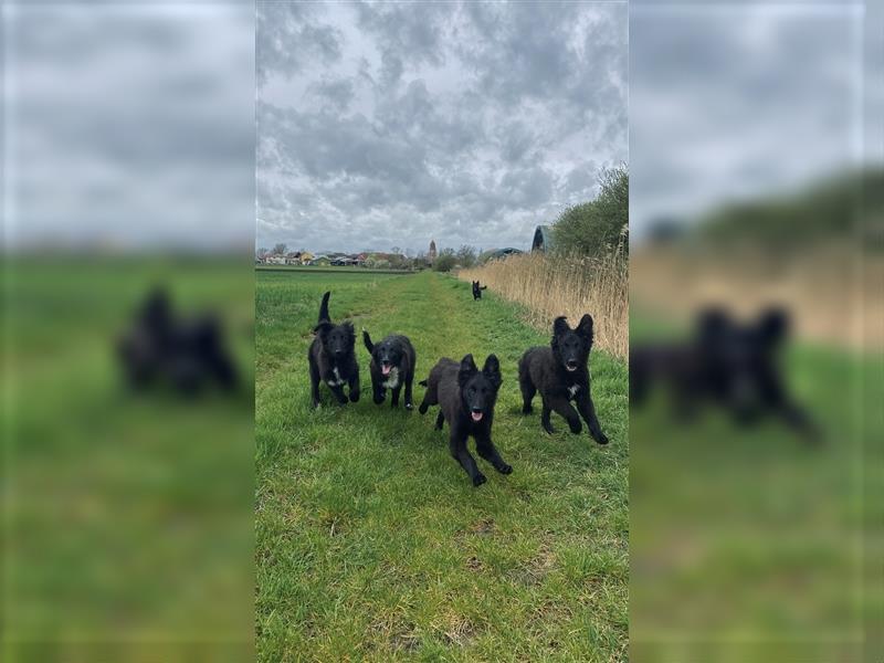 Altdeutsche Schäferhunde Welpen (schwarz)