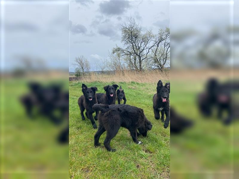 Altdeutsche Schäferhunde Welpen (schwarz)