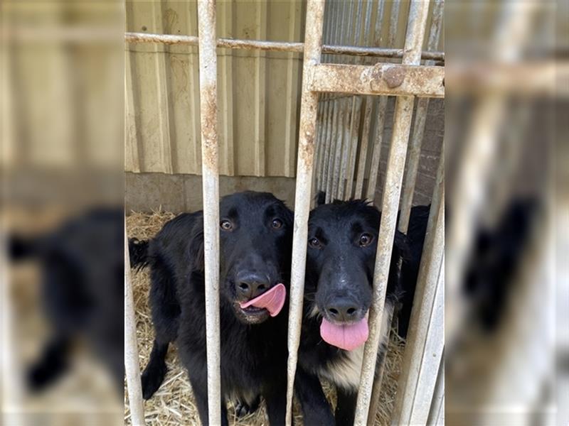 Altdeutsche Schäferhunde Welpen (schwarz)