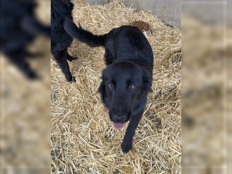 Altdeutsche Schäferhunde Welpen (schwarz)