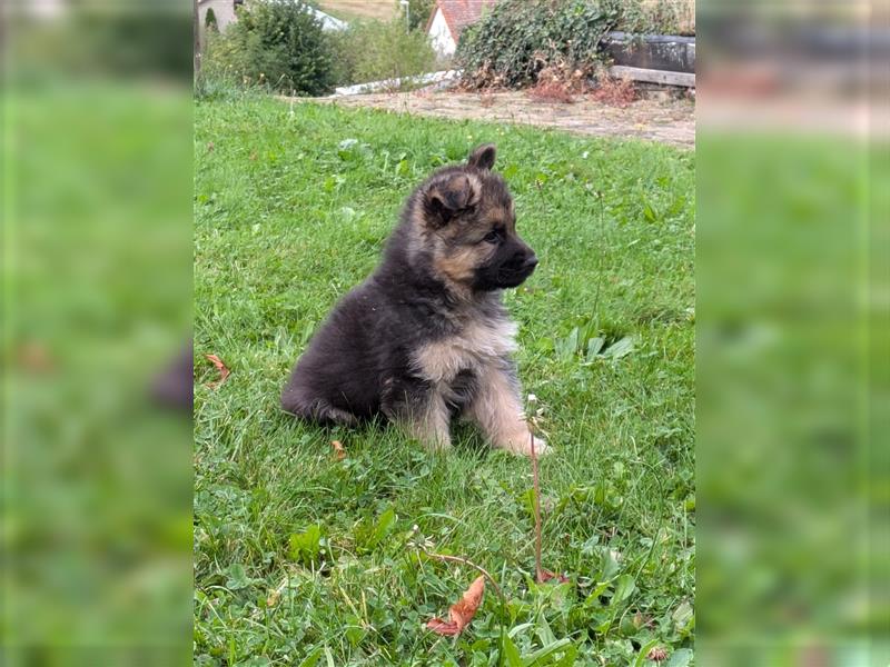 Reinrassige Altdeutsche Schäferhundwelpen