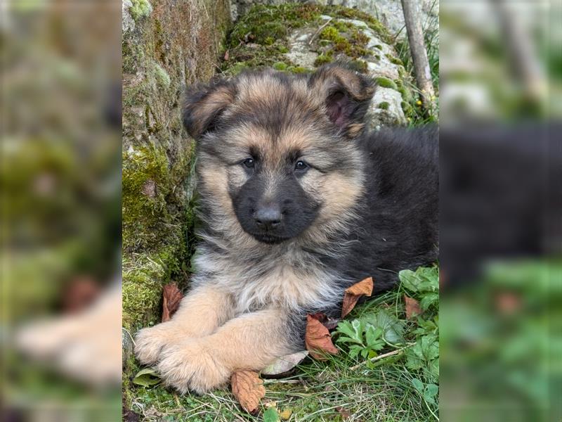 Reinrassige Altdeutsche Schäferhundwelpen