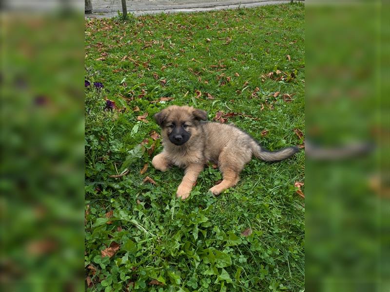 Reinrassige Altdeutsche Schäferhundwelpen