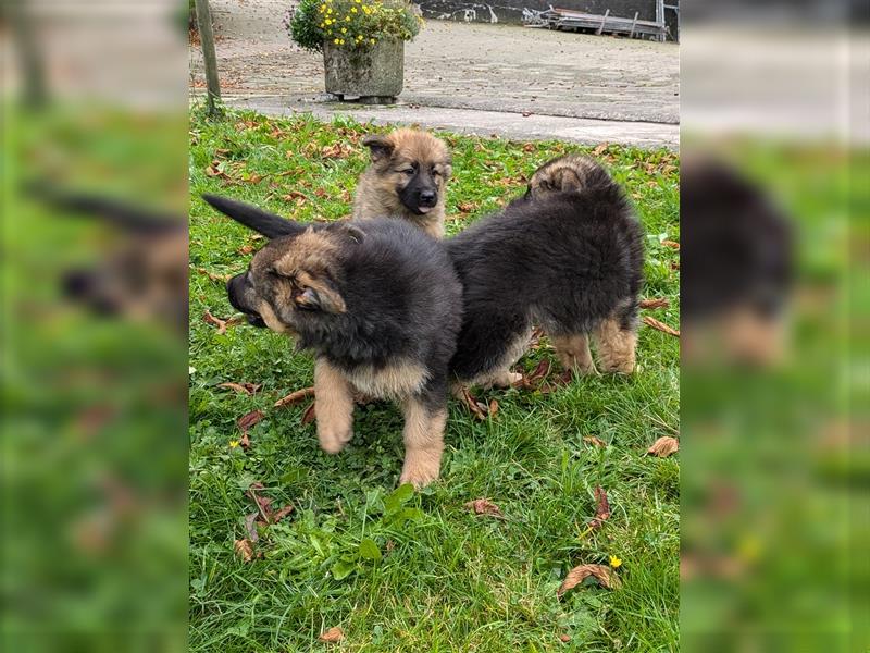 Reinrassige Altdeutsche Schäferhundwelpen