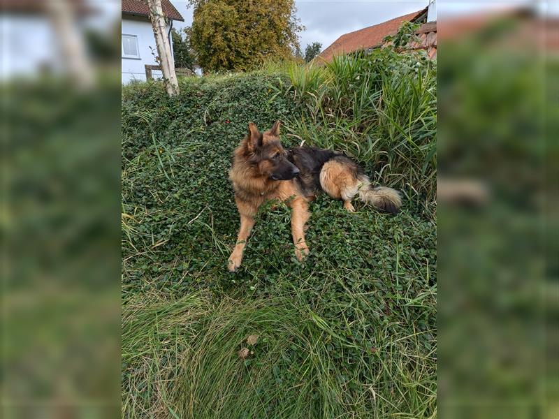 Reinrassige Altdeutsche Schäferhundwelpen