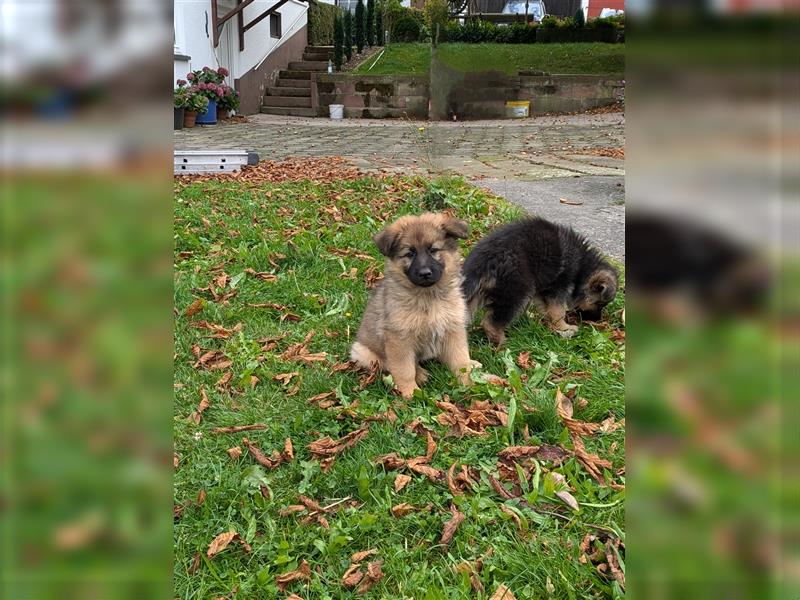 Reinrassige Altdeutsche Schäferhundwelpen