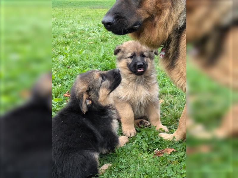 Reinrassige Altdeutsche Schäferhundwelpen