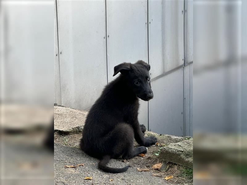 Altdeutscher Schäferhund Labrador Mix