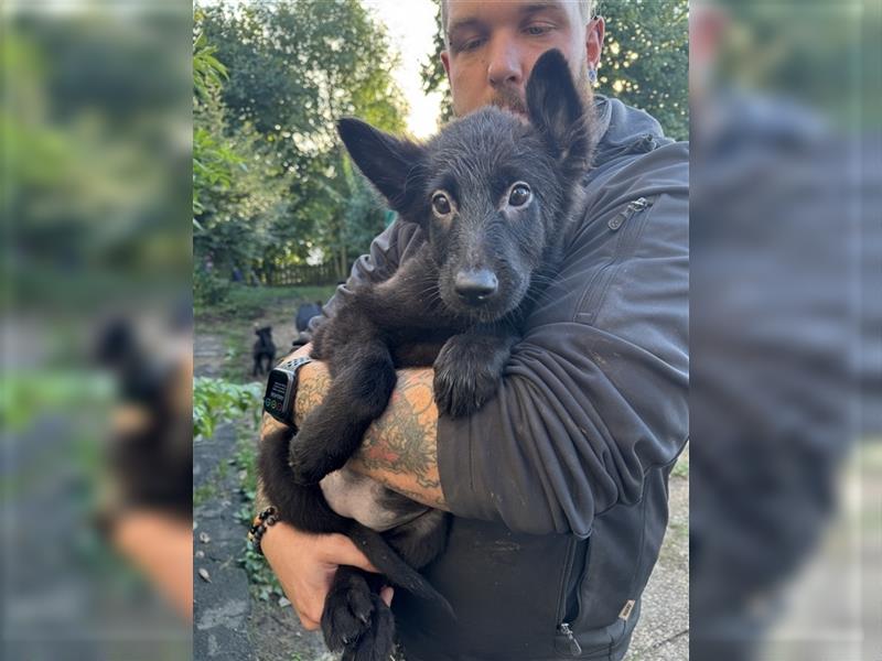 Altdeutscher Schäferhund Labrador Mix