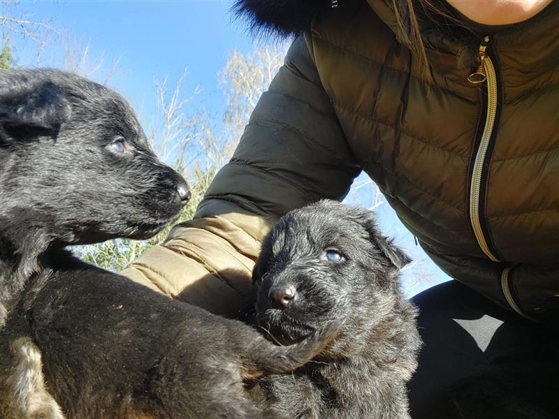 Altdeutsche Schäferhunde Welpen