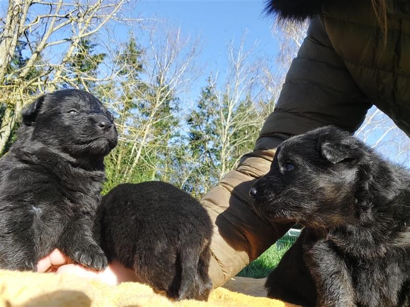 Altdeutsche Schäferhunde Welpen