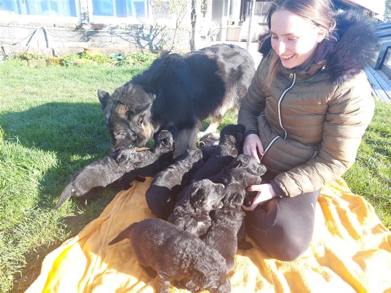 Altdeutsche Schäferhunde Welpen