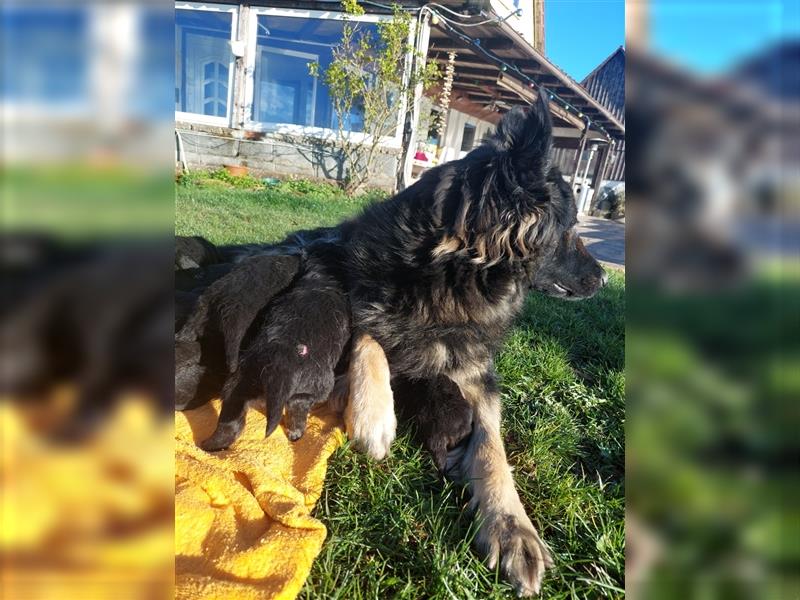 Altdeutsche Schäferhunde Welpen