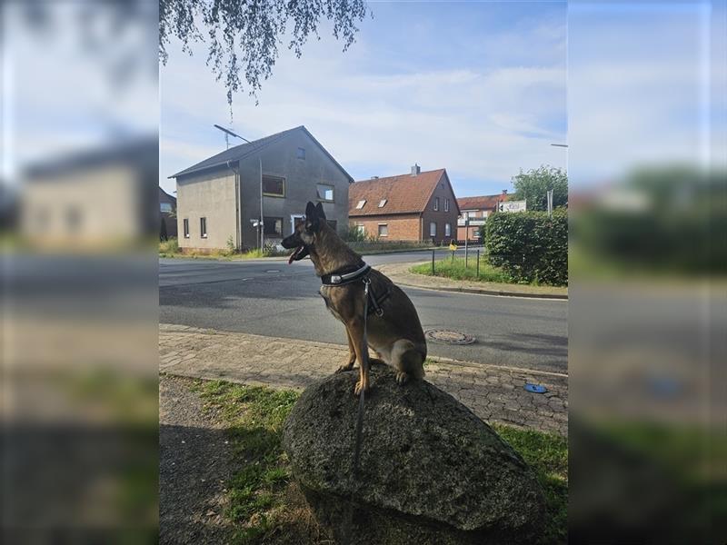 Malinois x Altdeutscher Schäferhund(DDR-Line) sucht neue Herrchen