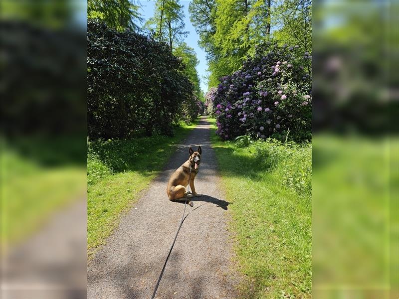 Malinois x Altdeutscher Schäferhund(DDR-Line) sucht neue Herrchen