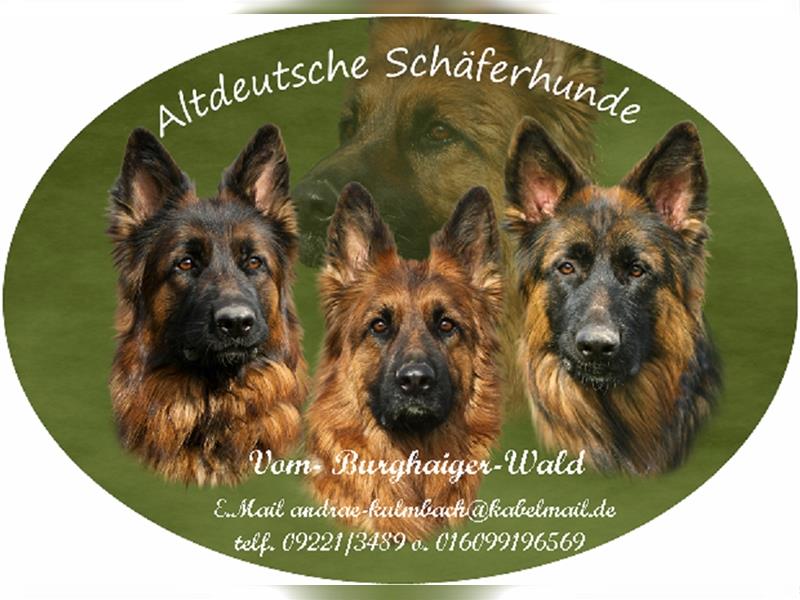 Altdeutsche Schäferhund Welpen