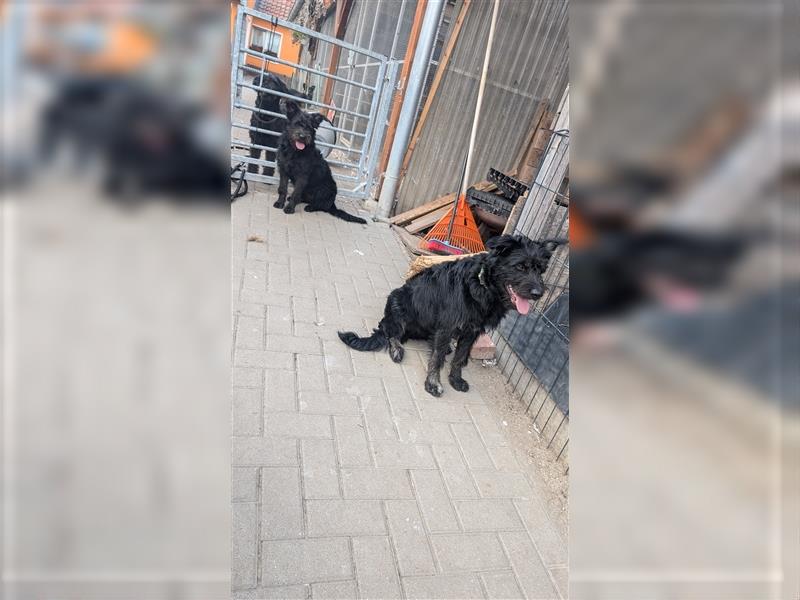 Schäferhund mischlings Welpen