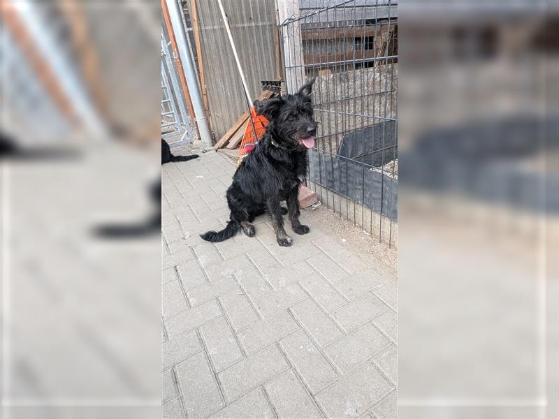 Schäferhund mischlings Welpen