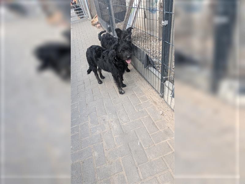 Schäferhund mischlings Welpen