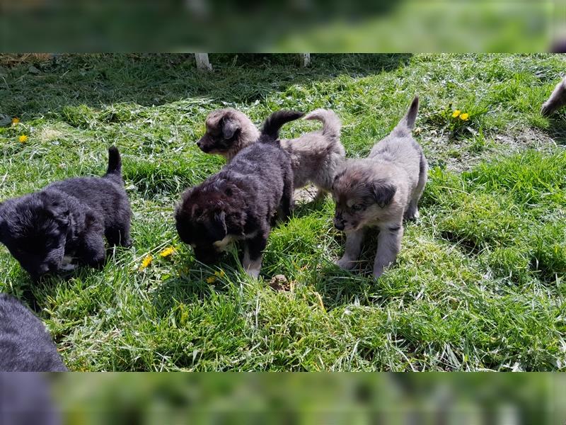 Altdeutscher Hütehund - 2 x Süddeutsche Schwarze - 1 x Gelbbacke