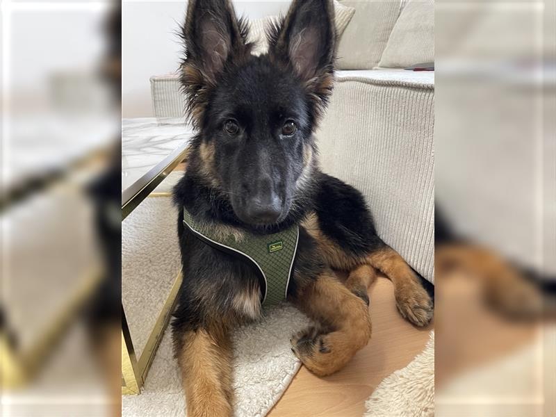 Schäferhund reinrassig Stockhaar