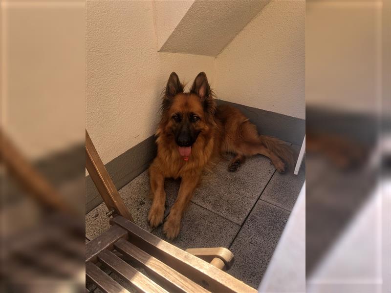 Altdeutschen Schäferhund Reinrassig