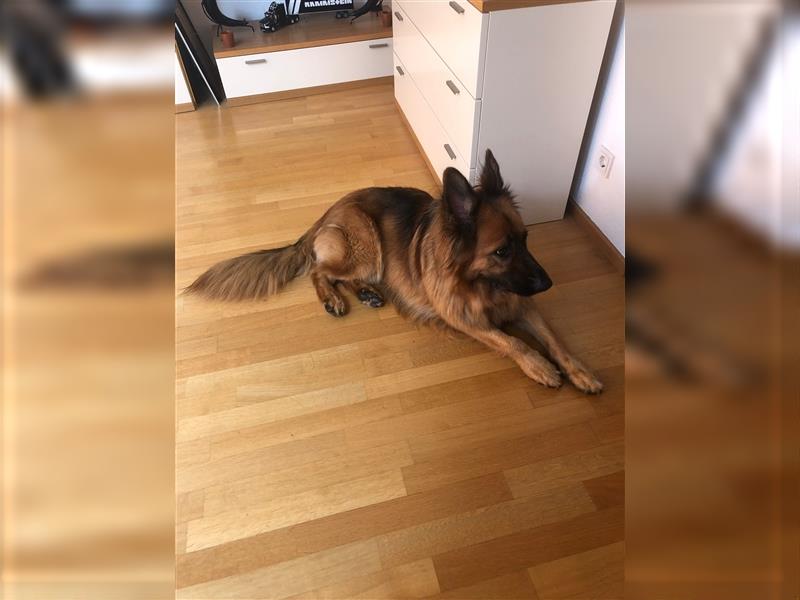 Altdeutschen Schäferhund Reinrassig