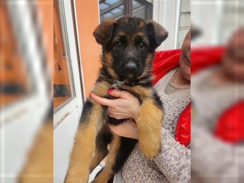 Altdeutscher Schäferhund - Welpen zu verkaufen