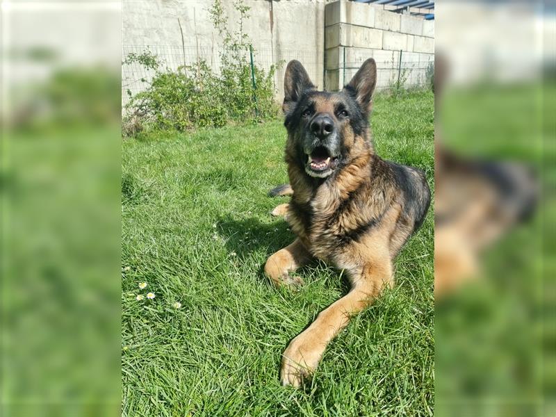 Altdeutscher Schäferhund - Welpen zu verkaufen