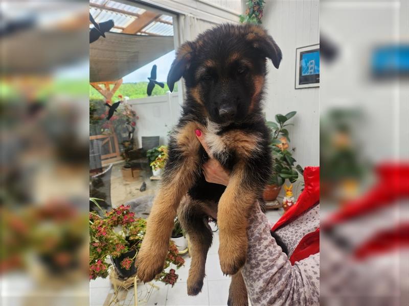 Altdeutscher Schäferhund - Welpen zu verkaufen