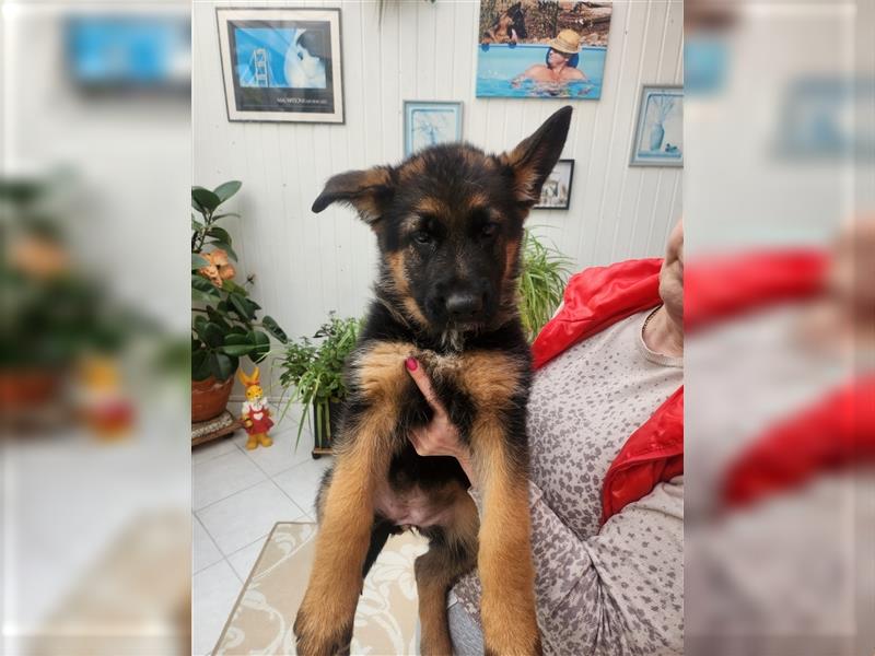 Altdeutscher Schäferhund - Welpen zu verkaufen